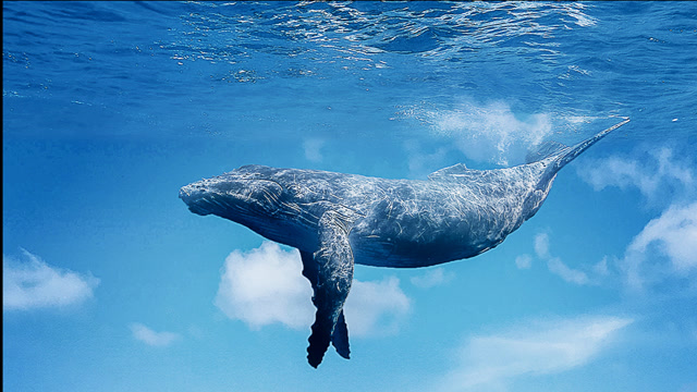 photoshop操作,pst图片合成,ps作品沙漠鲸鱼