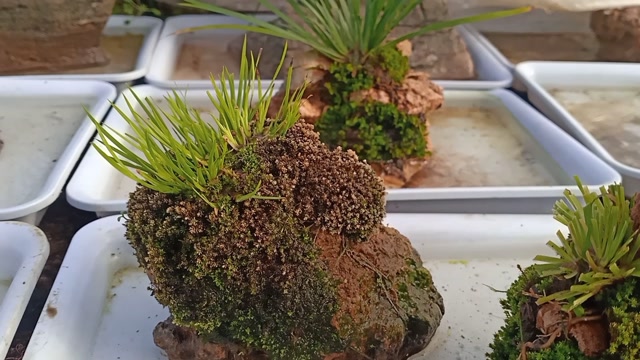 愚夫盆景;冬日里的菖蒲格外漂亮,大家认为呢