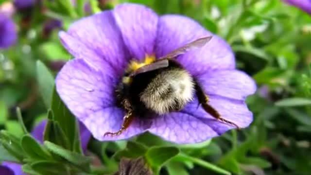 工作时突然睡着是什么体验,熊蜂是唯一一种采蜜时会睡着的蜜蜂,偷懒!