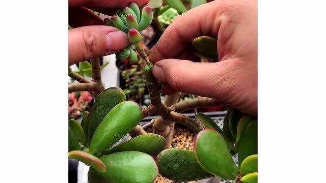仙人球嫁接多肉技术,会这么做的人极少,你们学会了吗?