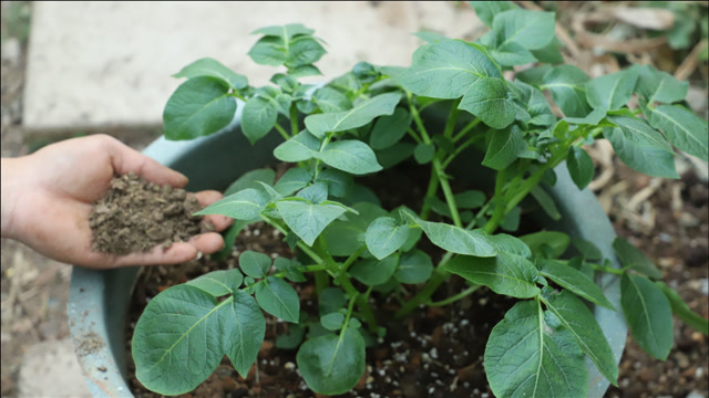 盆栽土豆,每15天补充一点"它",长出来的土豆数量超乎想象!