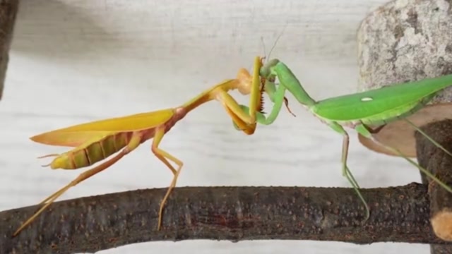 金色亮斧螳vs绿色螳螂一场荣誉捍卫战