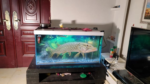 200块钱买凶猛的白斑狗鱼,不料这鱼真凶猛,放进鱼缸里见鱼就吃