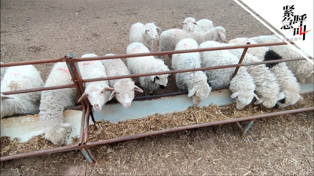 河北青县涉瘦肉精羊肉工厂被查封 记者跟随执法队快检肉羊