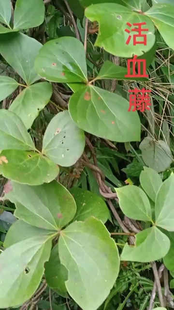 红藤,大血藤,有了解用法的吗?#求一个神评加持