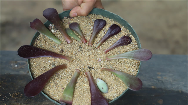 分享1招繁殖黑法师,到后期黑法师小苗多到没钱买花盆