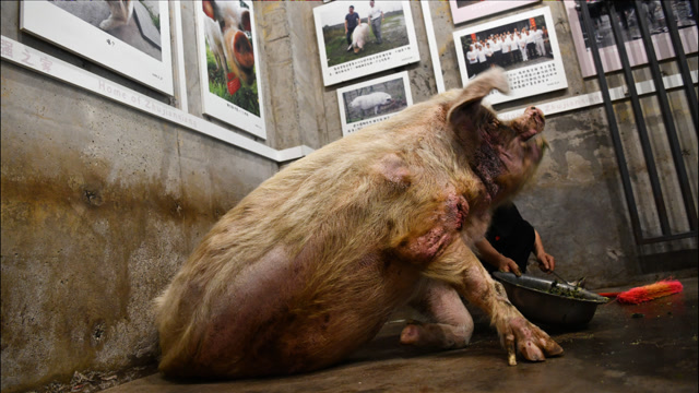 汶川地震猪坚强已进入生命晚期与人类百岁高龄相当