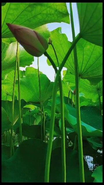 荷叶圆圆,心儿甜甜,清风涟涟,荷香扑面…会的接着来……#荷塘 #夏天