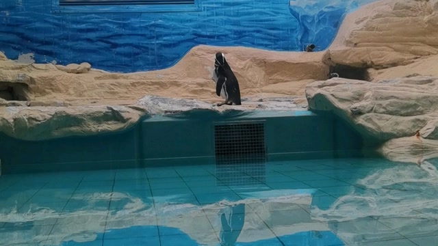 北京动物园企鹅