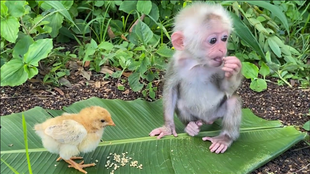 猴子的鸡是什么样子图片