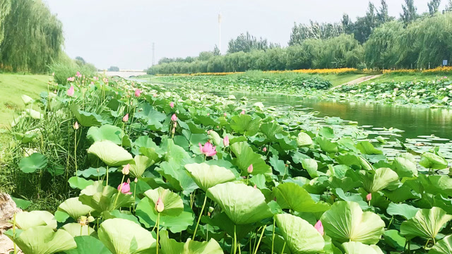 七月的固安滨河公园比任何时候都要美,到处都开满鲜花,光彩夺目
