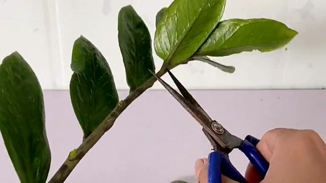 绿植扦插金钱树叶片水培,要想后期生长茂盛定期修剪是关键,操作简单