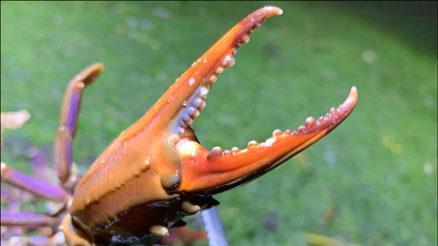 赶海抓获一斤多的红腿大螃蟹,钳子比大拇指粗,还收获一对大海螺
