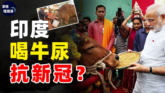 印度靠"牛尿"对抗新冠!极愿出口中国,来了你敢用吗?