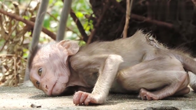 小猴子被咬后背直接肿起大包,可怜巴巴趴在地上,让人心疼