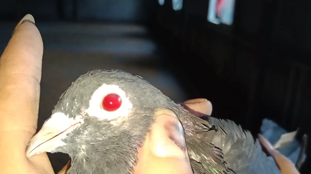 四川高飞鸽特殊品种大红沙相信很多人听都没听过