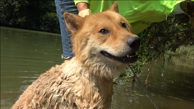 农村土狼狗剃毛,下河洗澡状态好搞笑,剪了毛后帅得一塌糊涂