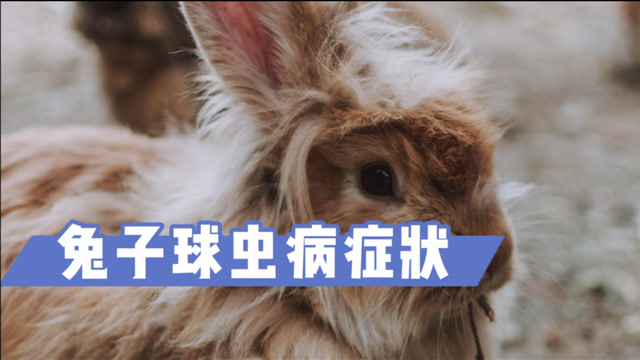 兔子球虫病症状