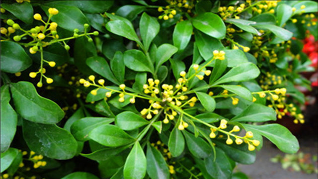 秋季米兰花猛长新芽,不要高兴太早,做好这件事,植株长势旺,冬天不怕冻