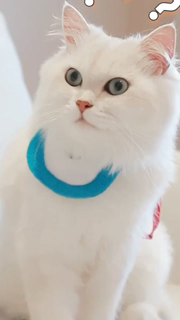 吉哥猫猫:还这么年轻,耳朵就出问题了