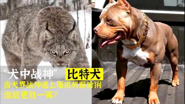 当犬界战神比特犬,遇到屠狼机器猞猁,谁会更胜一筹?