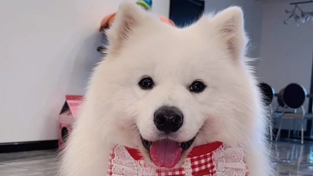 你们快来看多么漂亮的小白脸,它什么技能都不会就只知道靠脸吃饭