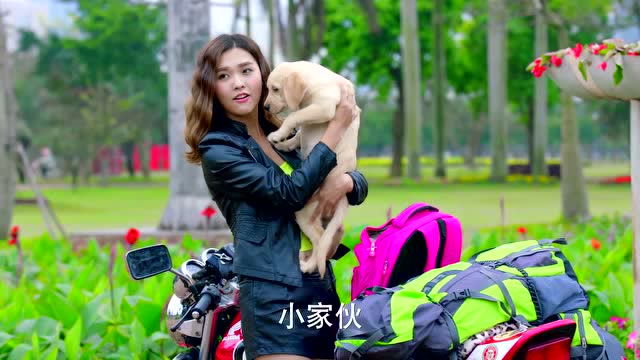 神犬小七第二季[dvd版] 萌萌哒小七又回来了