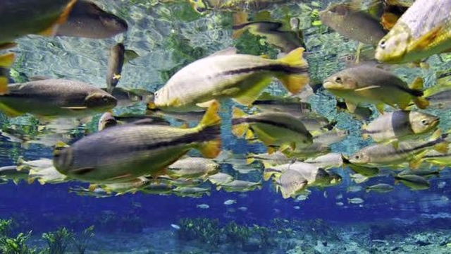 天上掉馅饼!希氏石脂鲤为了抢吃从天而降的水果挤破头