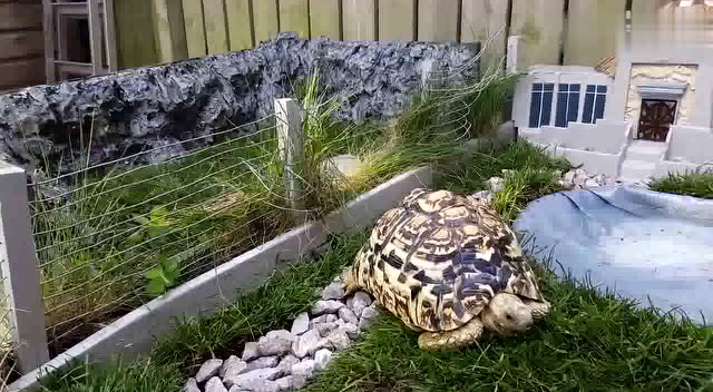 微型侏罗纪公园里养着乌龟,豪宅啊!