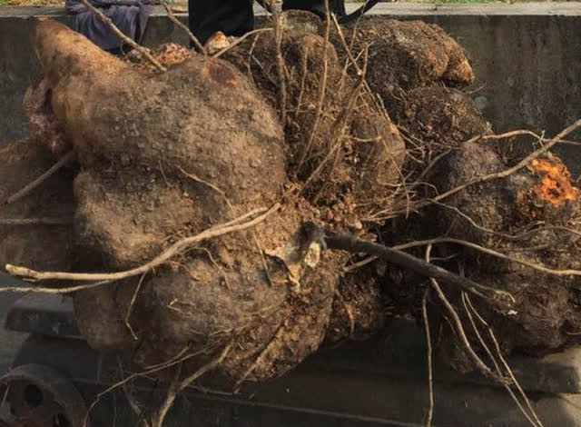 博白有人挖出百斤大薯,太罕见啦!
