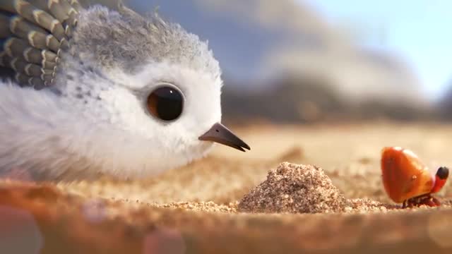 迪士尼短片《鹬》 敢于发现新世界