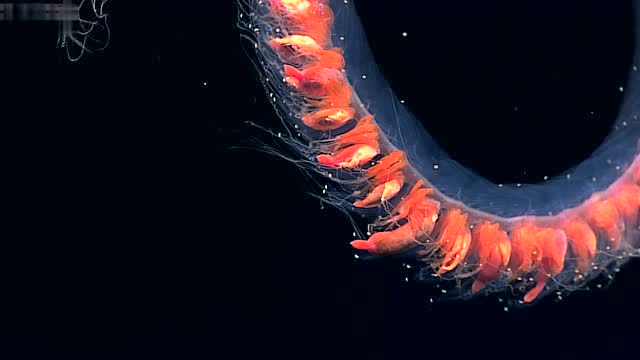 海底奥妙之深海管水母-潜水之家