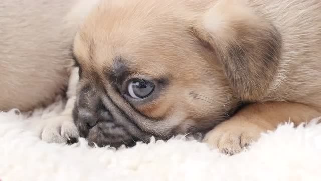 巴哥犬这无辜的小眼神,你能抗拒吗