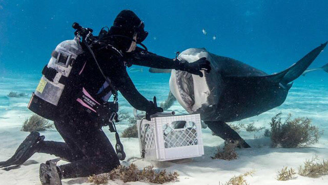 近距离和一大群虎鲨柠檬鲨玩耍互动想想就很刺激