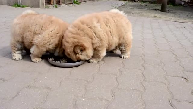 两只抢食吃的小松狮,肉肉的好可爱!