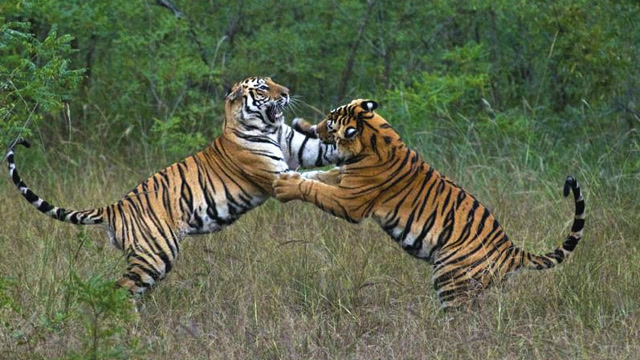 实拍两虎相争,必有一伤,果真是百兽之王