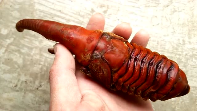 冬虫夏草?长戟大兜虫蛹阶段好想养一只