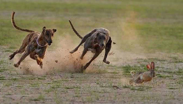 实拍两只比特犬狩猎野兔,跑起来速度如飞,真精彩!