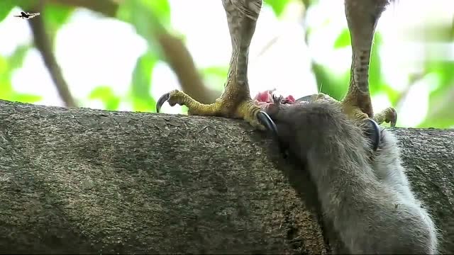 老鹰吃老鼠,不忍看,老鼠惨不忍睹