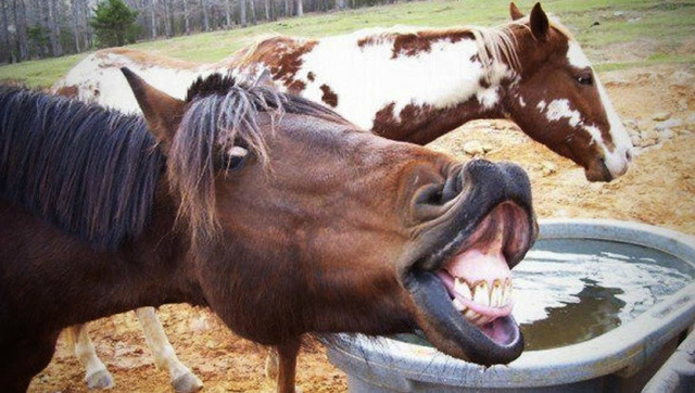 马儿也是动物界的搞笑高手,搞笑动物!