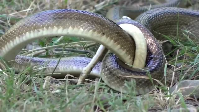 两只蛇缠成麻花状决斗,谁都不肯先松口