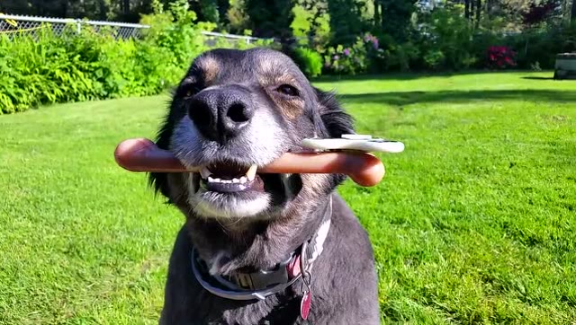 狗狗叼着假骨头,这种定力一般狗没有的