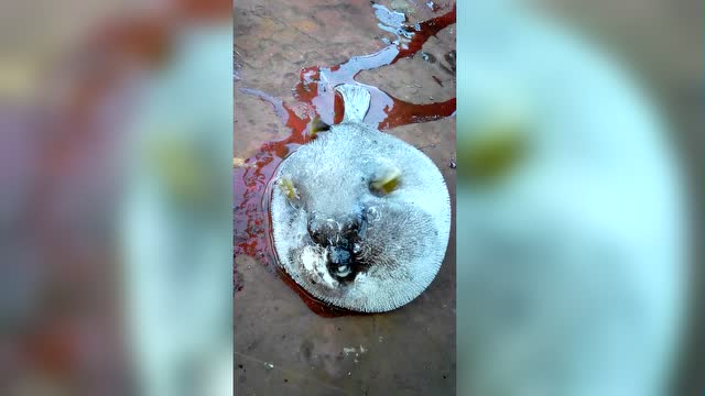 会生气的鱼 生了一肚子气