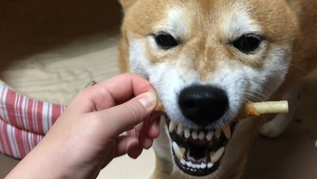 柴犬露出锋利的牙齿,啃食牛筋棒!