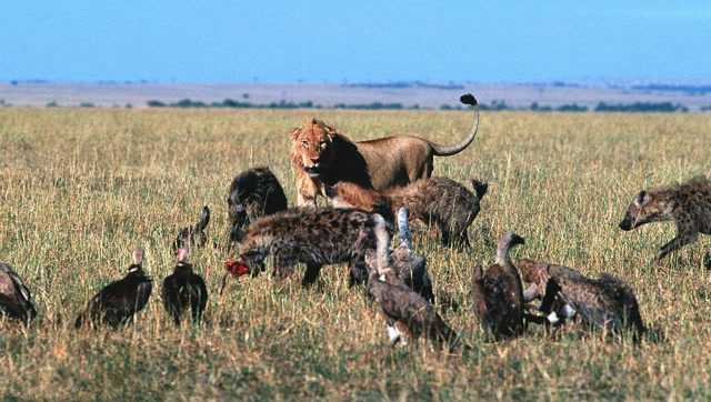 秃鹫发现了狮子的猎物,引来一大群鬣狗和胡狼