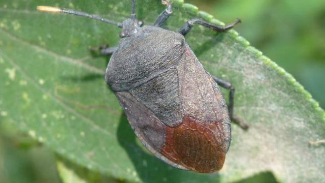 农村奇臭无比的虫子滋阴壮阳大补药几百块一斤