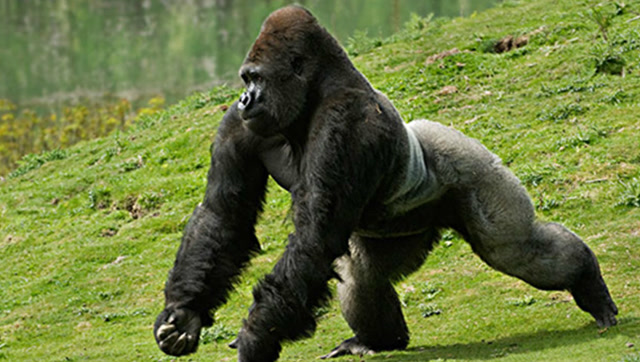 银背大猩猩惊人转圈圈跳起霹雳舞震惊全场