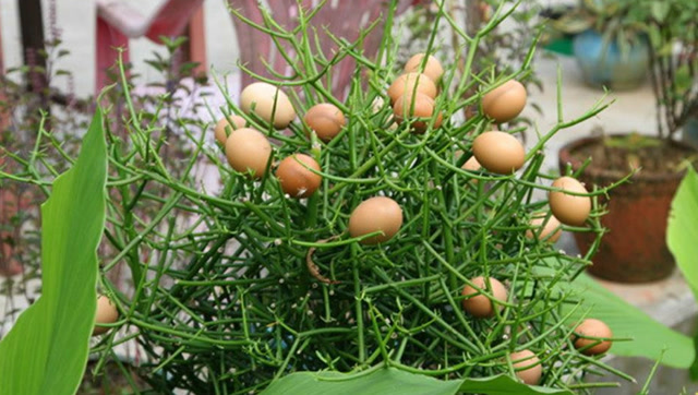 长在树上的"鸡蛋",国内很少见,祖籍却是中国!