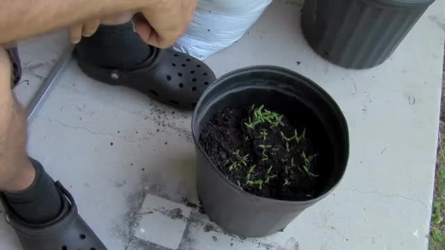 一辈子不用买番茄了，自己种吧