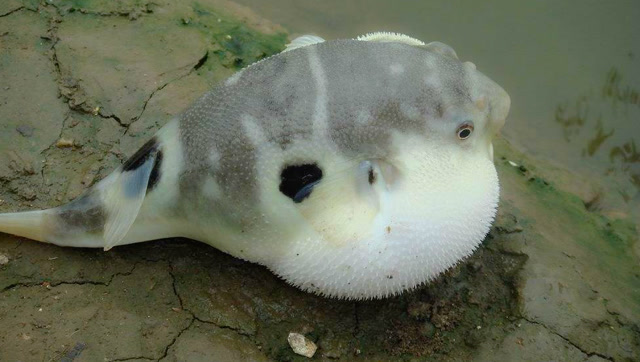 这只河豚简直是大自然的艺术家,小小身躯画出这么大的图案